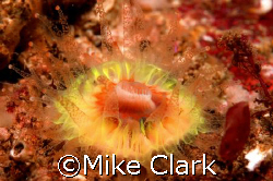 Green Devonshire cup Coral. St. Abbs Head, Scotland by Mike Clark 